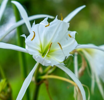 Spider lilies 