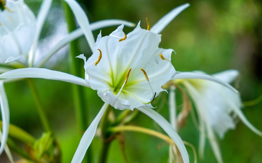 Spider lilies 